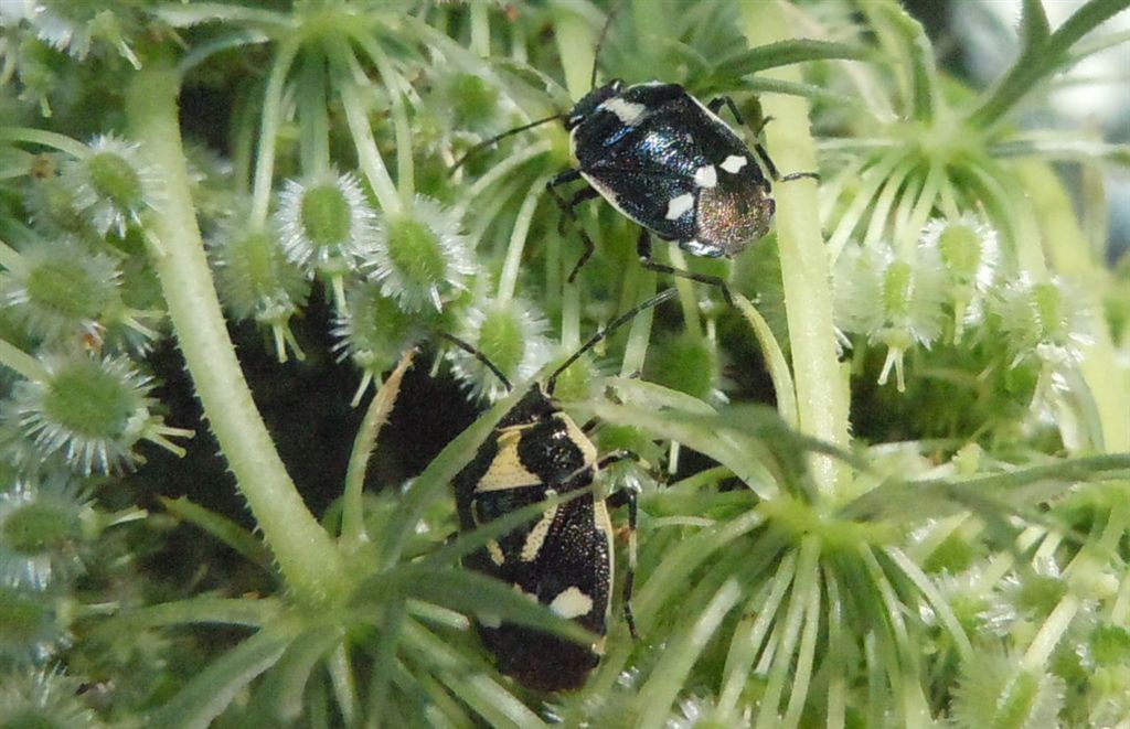 Eurydema oleracea? S